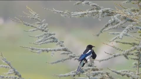 Melodic Moments: Birds Chirping in Harmony