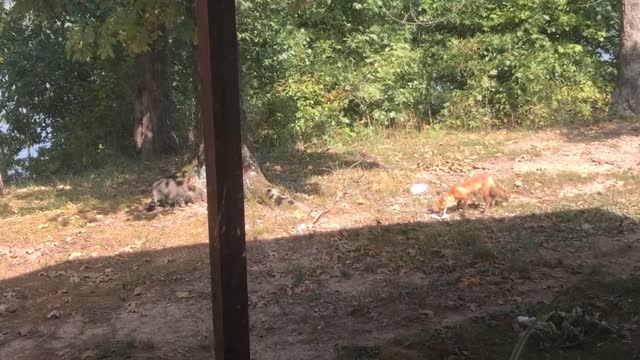 Cat and Fox Face Off Over Food