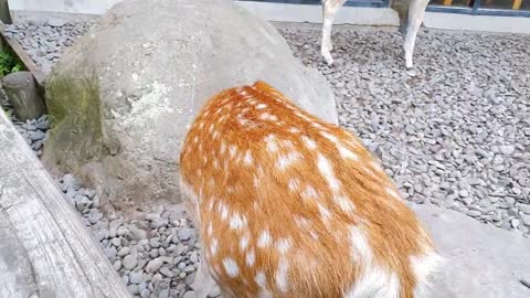 a coy deer in New Zealand Zoo