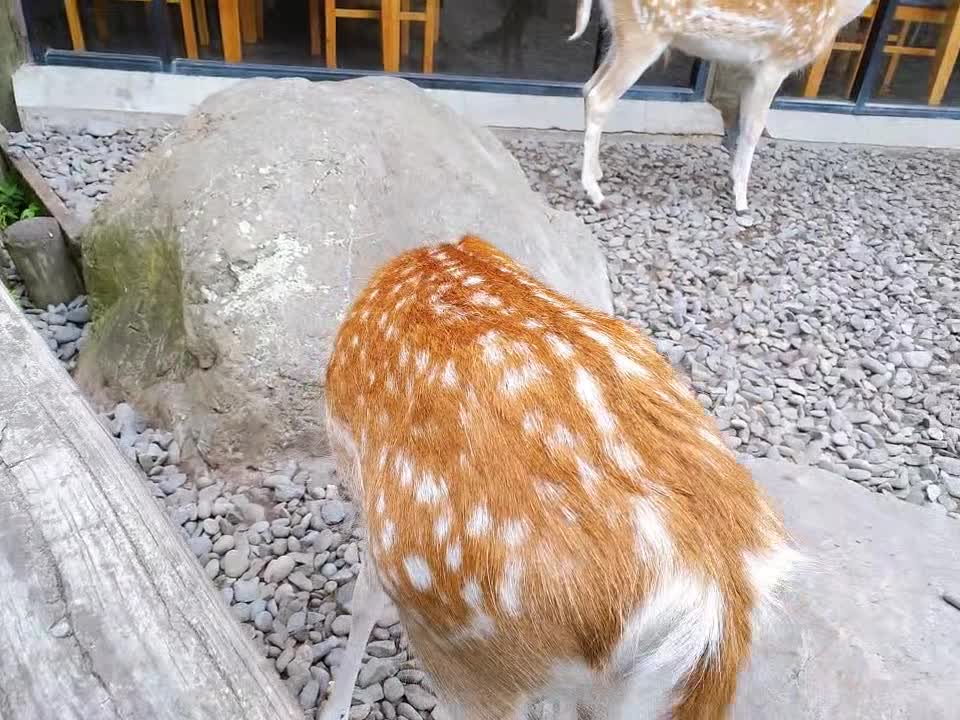 a coy deer in New Zealand Zoo