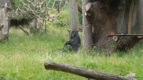 Gorilla funny videos...