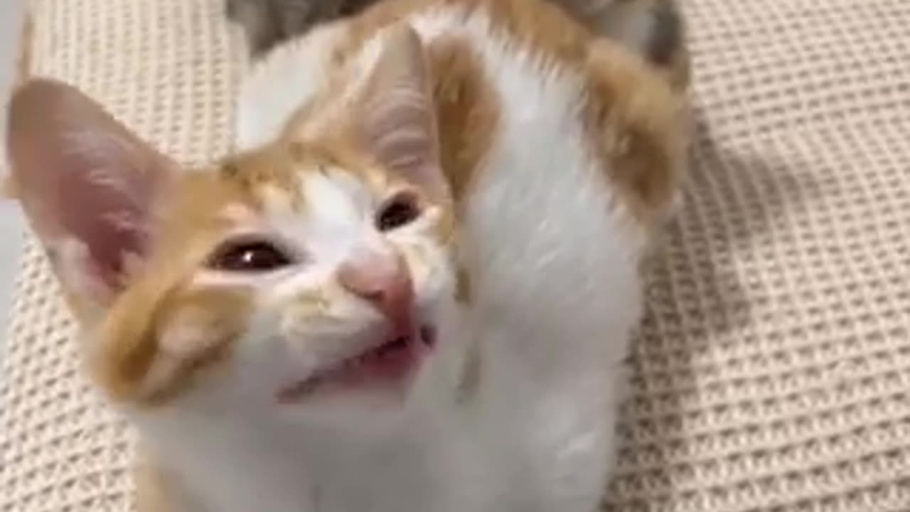 Beautiful cat 🐈 trending video