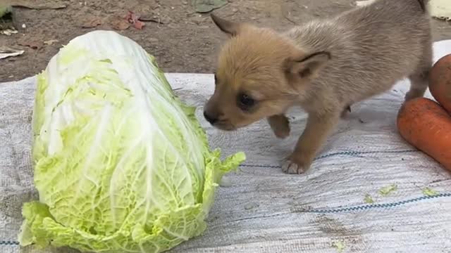 Dog gets stuck in teeth after stealing cabbage