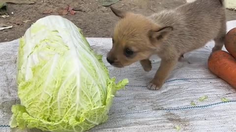 Dog gets stuck in teeth after stealing cabbage