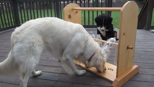 Golden Retriever spins the bottle for a dog treat, puppy benefits from her efforts