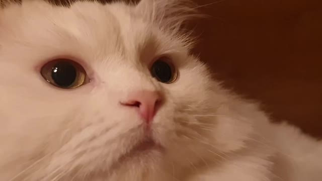 Close-up video of white siberian cat