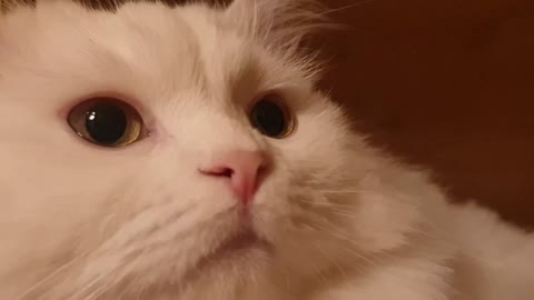 Close-up video of white siberian cat