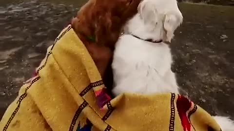 Couples lick each other to watch the sunrise