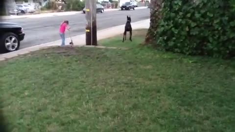 Doberman protects little girl