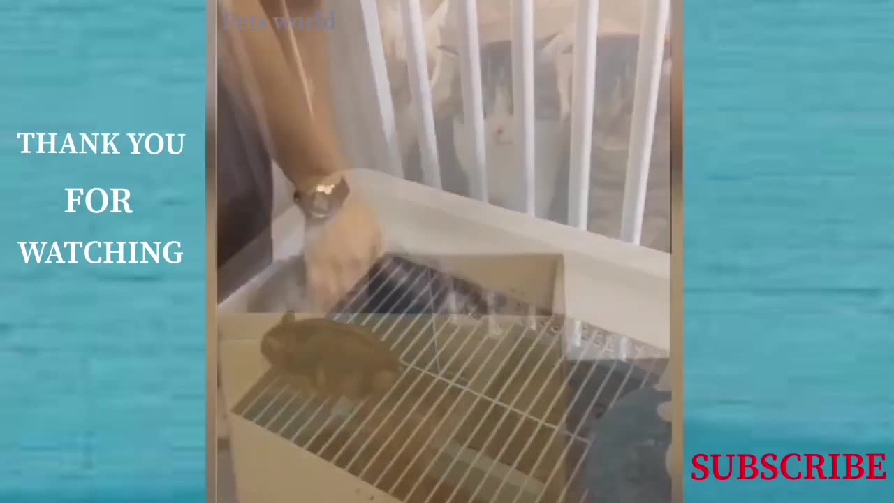 Cute & Funny Pet Compilation (#4)