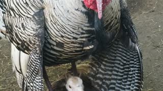 HEY, BABY I GOT YOUR BACK...TURKEY LOVE!