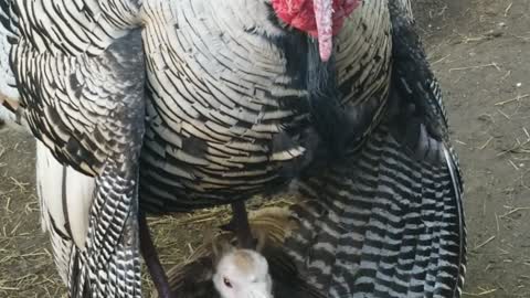 HEY, BABY I GOT YOUR BACK...TURKEY LOVE!