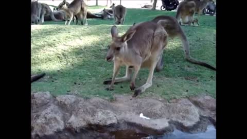 Baby Kangaroos having some fun