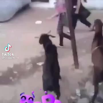 Goat funny so