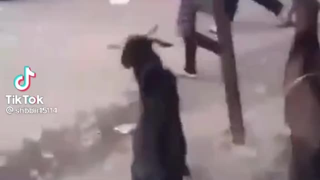 Goat funny so