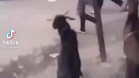 Goat funny so