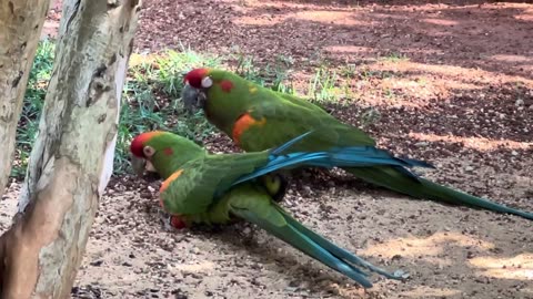 COUPLE OF MACAWS, RED-FREEDED MACAW