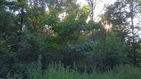 bonjour le houblon