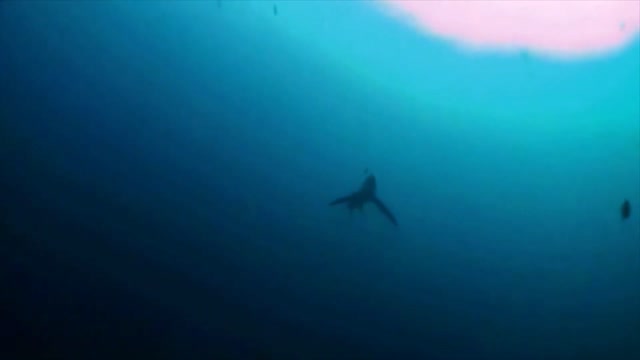 Shark facts...animals wildlife
