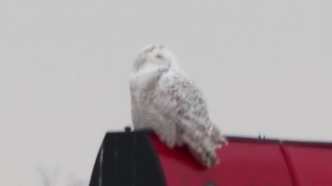 Watch a Snowy Owl rotate its neck 180°