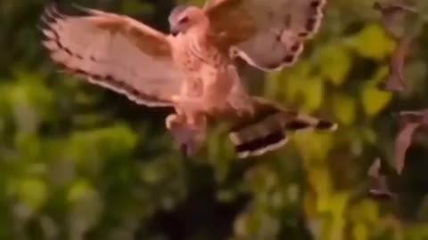 Wildlife in closer view with a natural perspective.