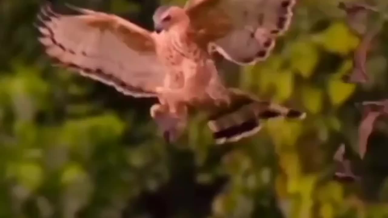 Wildlife in closer view with a natural perspective.
