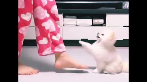 Cute dog dancing with his owner 😍 #shorts #animallover #cutebabies