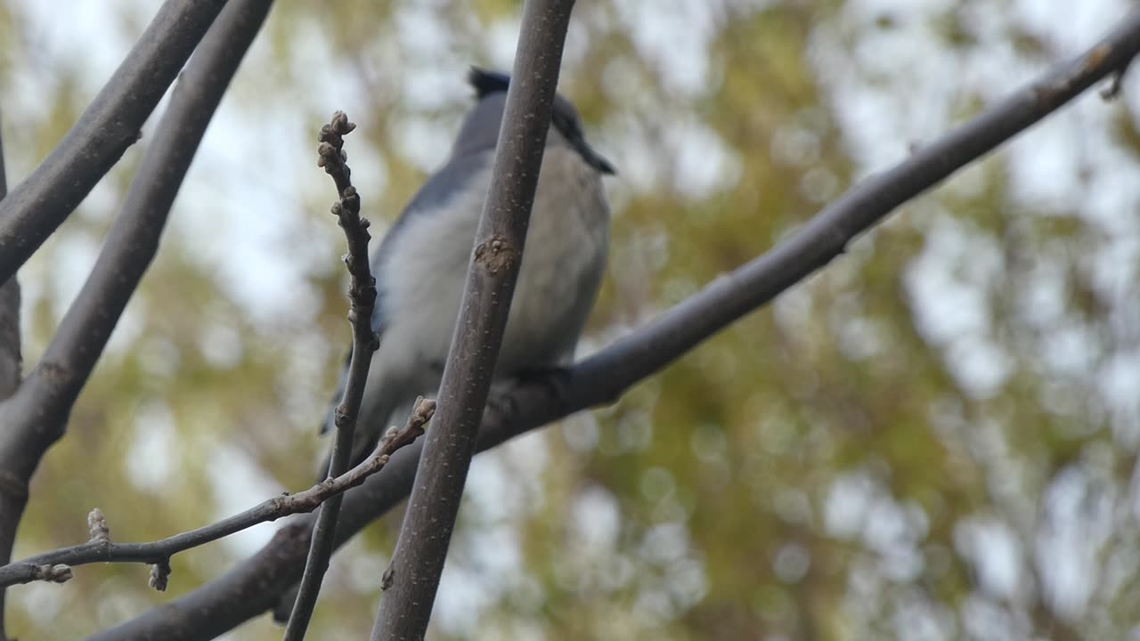 Blue Jay Moving Through Trees Video