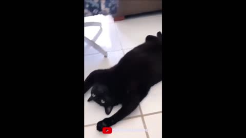 videos de cães e gatos funny engraçado funny pet compilation