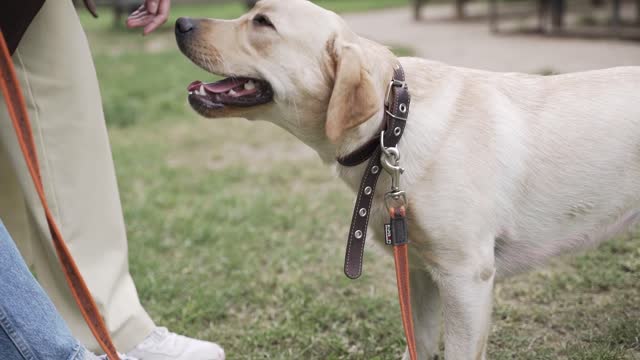 Woman Loving a Cute Dog. 🐕 Cute Dog 😘 Lovely 🐕