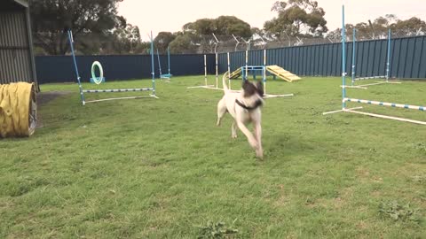 New dog enrichment yard