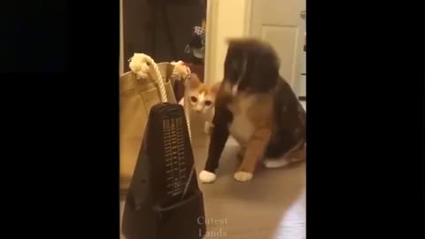 Funny Pets 🕺🕺🕺😂😂 Funny video