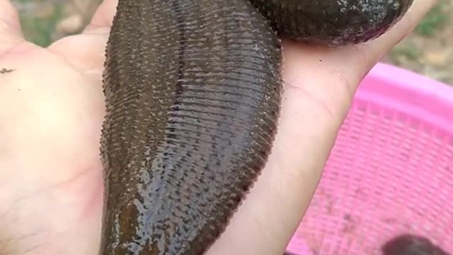 Giant Leech