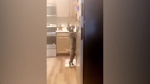 🤪Fun and Prankish Cat Shenanigans! 😼🤪🎥