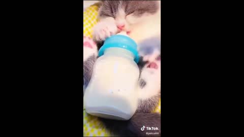 Adorable Cute Cat Acts Like A Baby