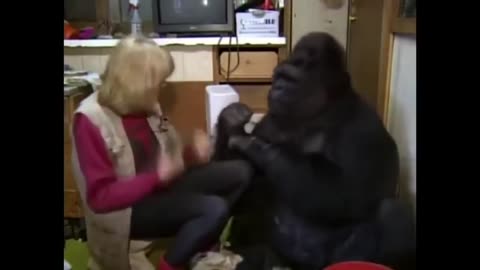 Watch This Gorilla Turn Baby Sitter To This Cat So Cute