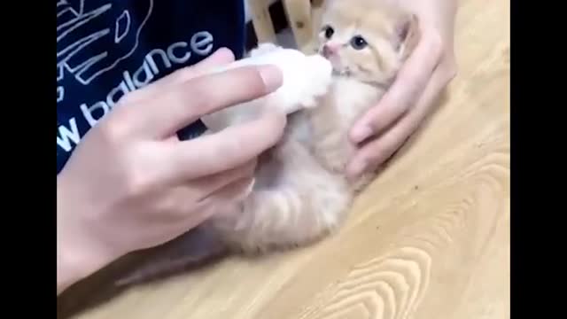 CUTEST KITTEN FUNNY MOMENTS