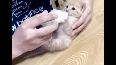 CUTEST KITTEN FUNNY MOMENTS