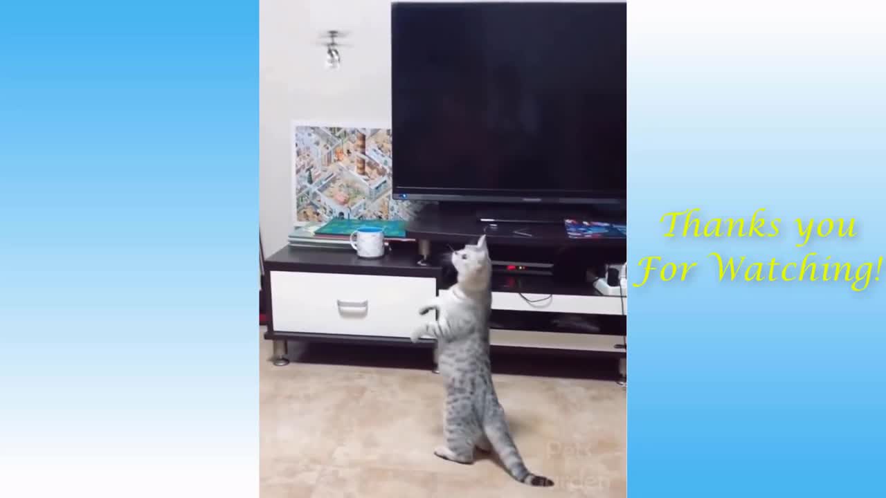 Playful and Cute Cat Destroys a Toy Drone