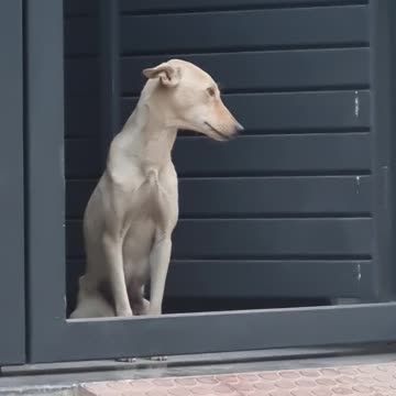 Beautiful dog at the gate..