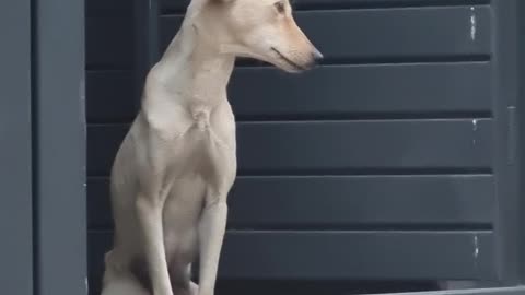 Beautiful dog at the gate..