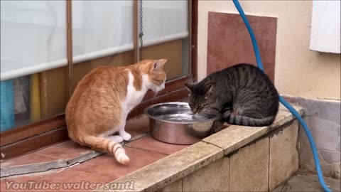 Cat Steals Dog's Bed While He's Away for Walk