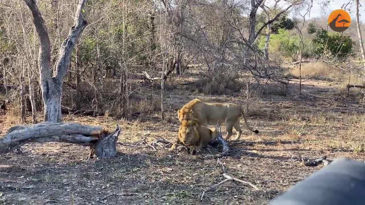 Make Lion Takes