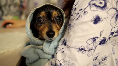 Dog relaxing after a bath