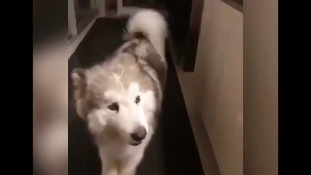 FUNNY DOG CHALLENGE