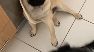 Pug Gets Head Stuck in Bin Lid