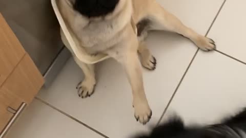 Pug Gets Head Stuck in Bin Lid