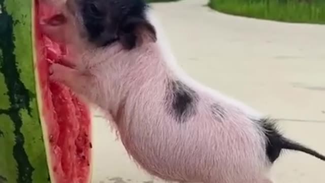 Pig with watermelon