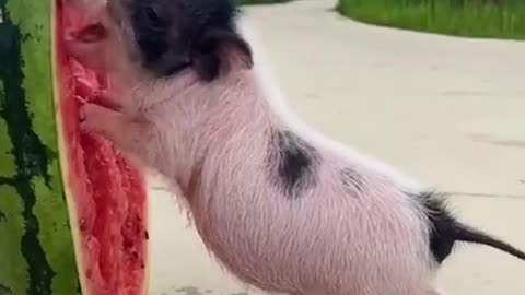 Pig with watermelon