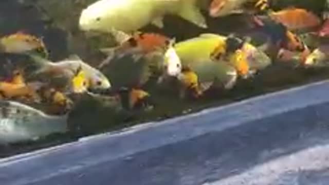 koi fish pond (10)